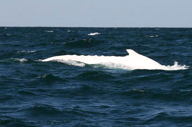 Migaloo adl� albino bir kambur balina Avustralya