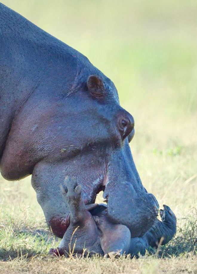 Yavrusunu ayaa kaldrmaya alan anne hipopotam yavrusunun cesedinden tepki almaynca gittike agresifleti. 
