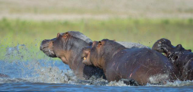 Hipopotamlarn girdii bir kavgada yavru hipopotam da zarar grd ve ld. Kavgann akabinde yavrusunun l bedeninin yanna gelen anne hipopotam dakikalarca ac iinde inledi. 
