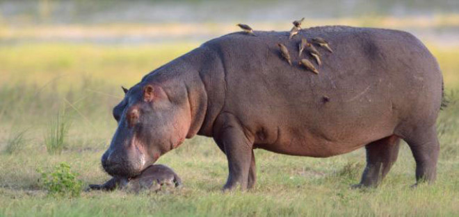 Olay kaydeden fotoraf Neal Cooper, anne hipopotamn uzun sre olayn etkisinden kurtulamadn kaydetti. 
