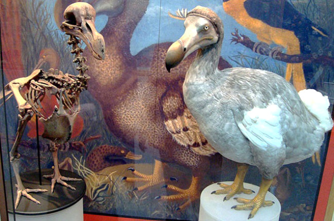 Dodo kuu: Uamayan dodo kuu, insanlar ve vahi doadaki hayvanlar iin eti lezzettli olan bir canlyd. 
