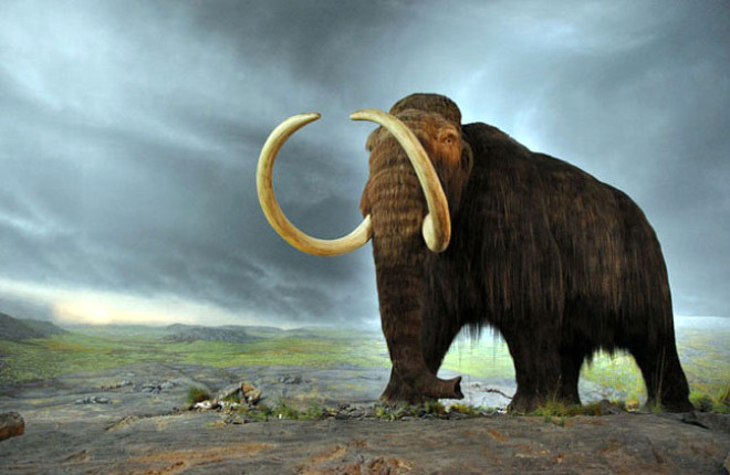 Mamut: Bir zamanlarn en devasa canllarndan olan mamutlar, uzun yllardr bilim insanlarnn yeniden hayata dndrmek istedii trler arasnda. Saka Cumhuriyeti mamut mzesinde grevli olan Rus bilim insan Semyon Grigoriev de bu aratrmalarn nclerinden biri.
