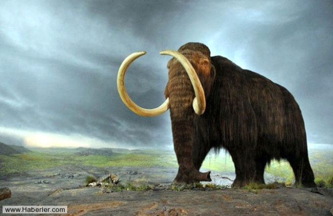 Mamut: Bir zamanlarn en devasa canllarndan olan mamutlar, uzun yllardr bilim insanlarnn yeniden hayata dndrmek istedii trler arasnda. Saka Cumhuriyeti mamut mzesinde grevli olan Rus bilim insan Semyon Grigoriev de bu aratrmalarn nclerinden biri.
