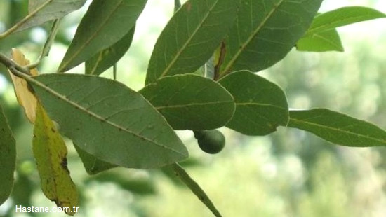 Defne, her zaman ye�il bir a�a�t�r. Yaz�n ve k���n yapra��n� d�kmez. Aromatik bir bitki olan defnenin kokusu ho�tur.