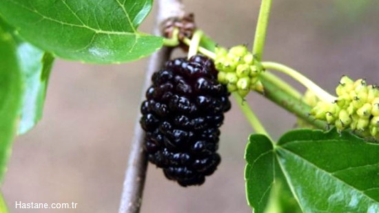 Kab�zl�k: Kab�zl�k i�in etkili ��z�mlerden biridir. Ba��rsaklar�n�z� �al��t�r�r. Ayr�ca ba��rsak kurtlar�ndan kurtulmak i�in etkilidir.