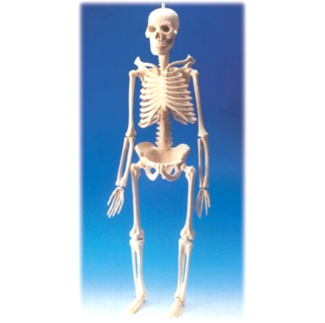 Magnezyum kemiklerin yapsnda bulunur. Salam kemikler iin en az kalsiyum ve fosfor kadar nemlidir.