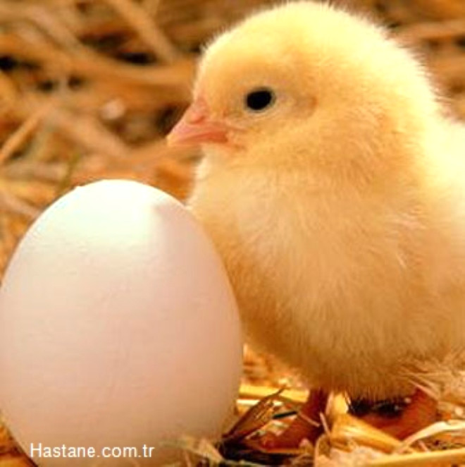 1- Yumurtann tmne yakn protein, bu nedenle nemli lde tokluk hissi veriyor. ki ince dilim, esmer ekmek, az miktarda yasz peynir ve bir adet halanm yumurta ile yapacanz kahvalt gn boyu daha tok hissetmenizi salyor.