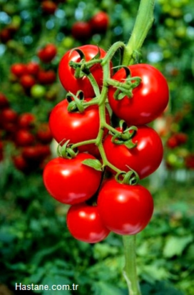 Domates ve Salatalk: Dk kalorili olmasndan dolay yaz aylarnda kahvaltdan yatma vaktine kadar gn boyu domates tketilebilir. Kansere kar koruyucu etkileri vardr.