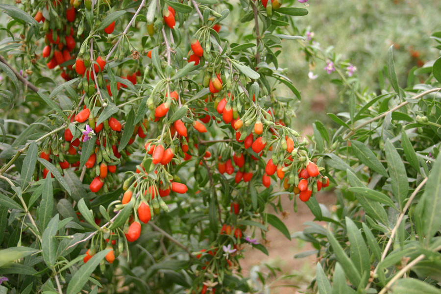 Goji