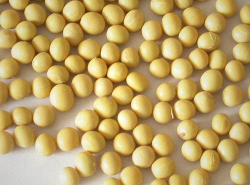Soya fasulyesi

