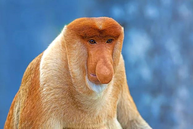 4. Proboscis maymunu: Asya