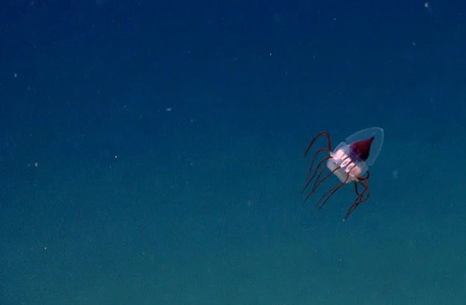 14. Derin deniz denizanas: 2013 ylnda NOAA Okeanos Explorer tarafndan kefedilen ilgin bir denizanas tr.
