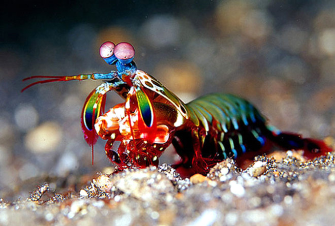 12. Mantis karidesi: Mantis karidesinin gznde 12 renk reseptr vardr. Yeri geldiinde gzleriyle 80 kph