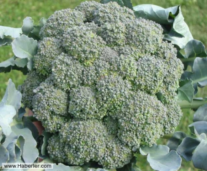 Brokoli, tm kanser risklerini azaltr. Mineral ve vitamin oranlar ok yksektir. Ayrca vcudu toksinlerden arndran kimyasallara sahiptir.
