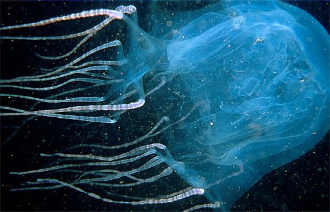 Kutu denizanas: 

Dnyann en zehirli canl trlerinden biri olan kutu denizanas bir insan 5 dakika iinde ldrebilir.
