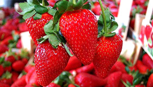 �ile�in Faydalar� Saymakla Bitmiyor