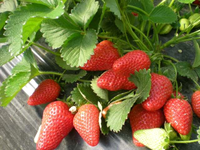Ba��rsak kurtlar�n�n d�k�lmesini yard�mc� olur, kan� temizler, v�cuttan zararl� maddeleri uzakla�t�r�r.
