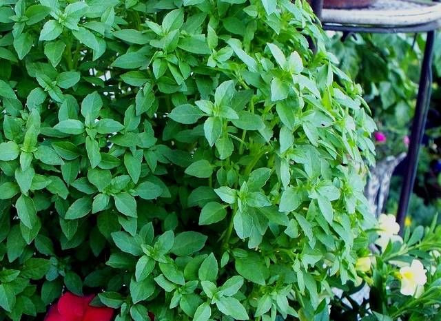 En iyisi onu d��ar�da, t�pk� kesilmi� �i�ekler gibi bir bardak suyun i�inde saklamak. E�er fesle�eni uzun s�re saklamak istiyorsan�z Martha Stewart onlar� kurutup dondurman�z� tavsiye ediyor.
