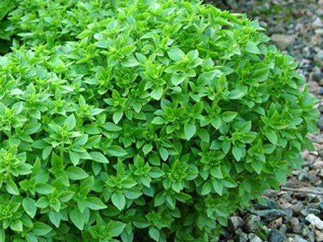 Fesle�en, buzdolab�nda b�rak�ld���nda h�zla solar, ayr�ca etraf�ndaki b�t�n yiyeceklere kokusunu b�rak�r.
