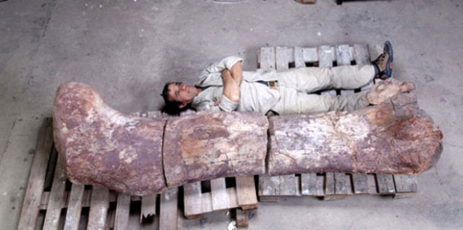 
Fosillemi kemikleri inceleyen uzmanlar bu dinozorun, 77 ton arl ile imdiye kadar bilinen en byk dinozor tr olan Arjantinozor
