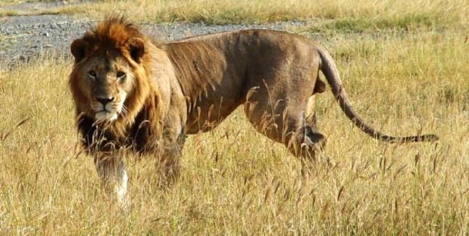 Afrika aslanlar: Yol atklar lm says 550 civarnda.

