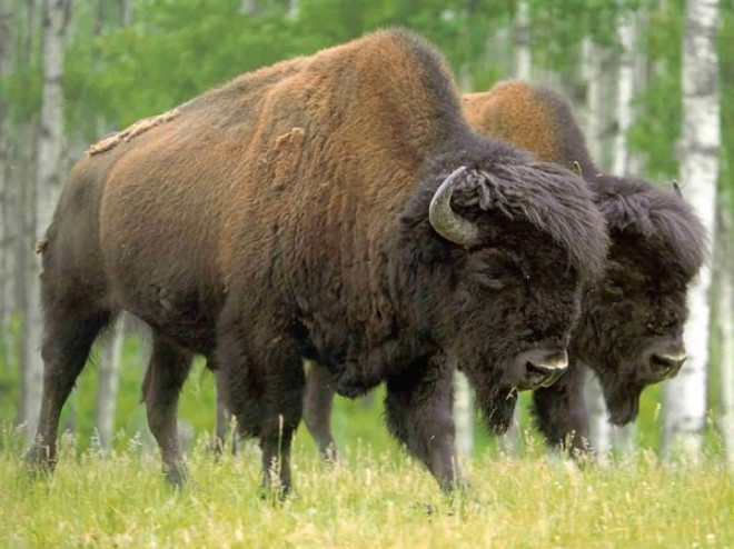 Buffalolar: En tehlikeli hayvanlardan biri. Yol atklar lm says bin 200
