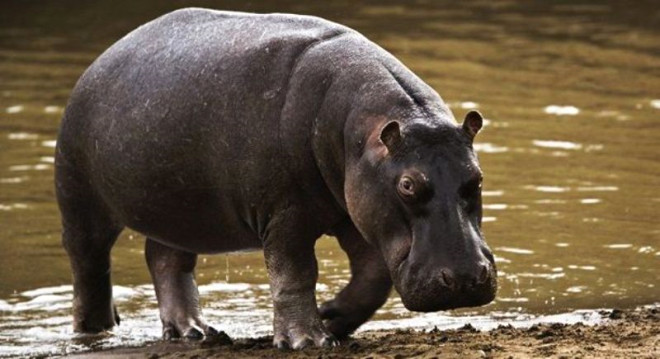 Hipopotamlar: Ylda 3 bin kiinin lmne yol ayorlar.

