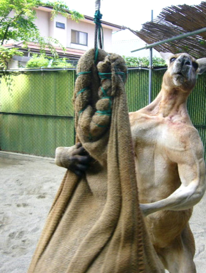 Fotoraflarda spor yapan insanlarn kaslarna sahip bir kanguru grlyor.
