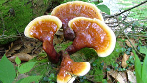 Uzun Ya�am�n S�rr� Bu Mantarda
