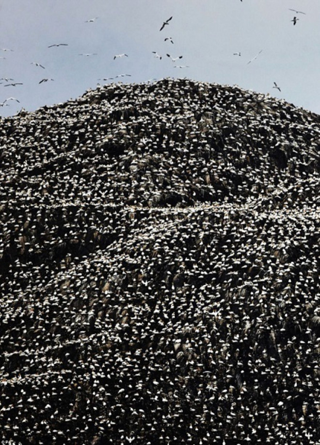 On binlerce kuun dnyann en byk kolonisinde toplanmas, muhteem bir grsel len yaratyor. 
