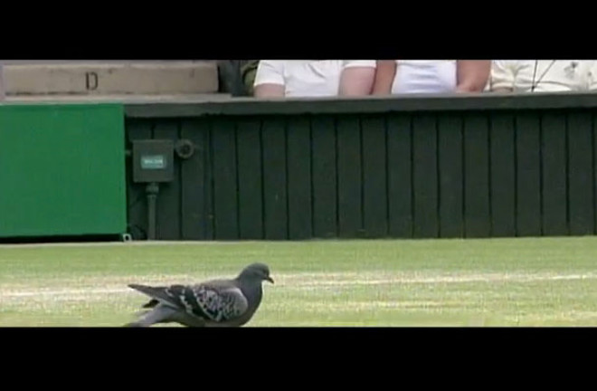 Wimbledon malarnda imlere inen gvercinlerin oyunu engellemesi ska tekrarlanan bir manzarayd.