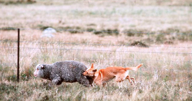 
it hala lkenin kuzeyinde kalan vahi dingo srlerinin koyunlara zarar vermesini engelliyor.

