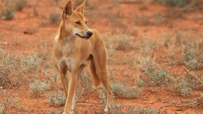 Dingolar Kurt familyasndan gelen bir kpek tr olarak kabul ediliyor.
