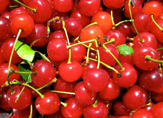 Bir �al��mada ; Gutlu hastalar 2 g�n boyunca vi�ne t�kettiklerinde gut ataklar�nda \% 35 azalma g�zlenmi�tir. �rik asit d���r�c� bir ila�la birlite t�ketildiklerinde ise gut ataklar� \%75 daha az g�r�lm��t�r.

 

 
