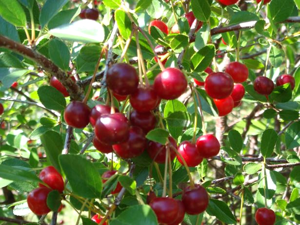 �al��malar artirit ve guta ba�l� inflamasyonlar� azalmada etkili oldu�unu g�stermektedir.

 
