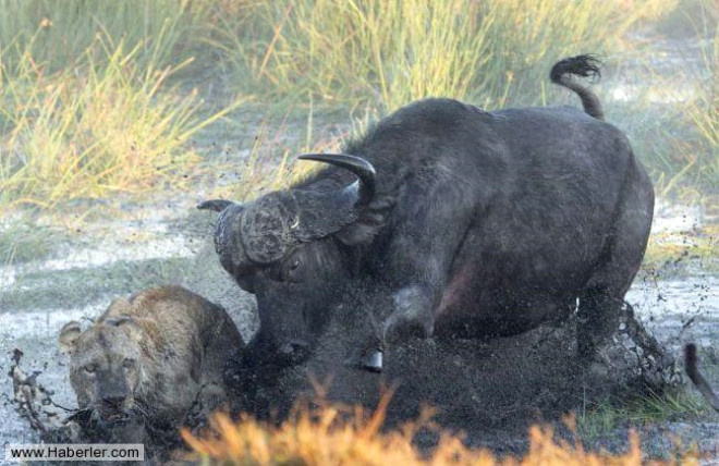 Saldrya urayan yaral yavru bufalo kurtuldu.
