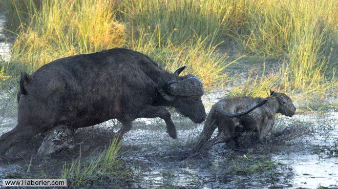 Ama anne bufalo pes etmedi ve yavrusunu korumak iin aslanlarla kanl bir mcdeleye giriti.
