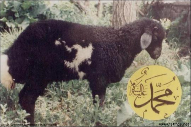 Bir koyun zerinde arapa ‘Muhammed