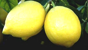 Limonu Buzlu�a Koyun
