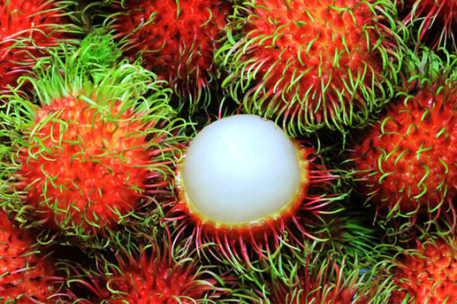 Deniz kestanesine benzer grnmyle hayli ilgin olan meyve, Malezya ve Endonezya