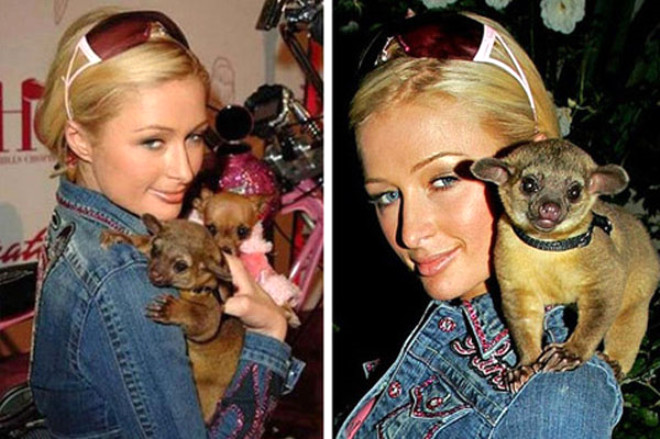 Paris Hilton ve bebek Luv
