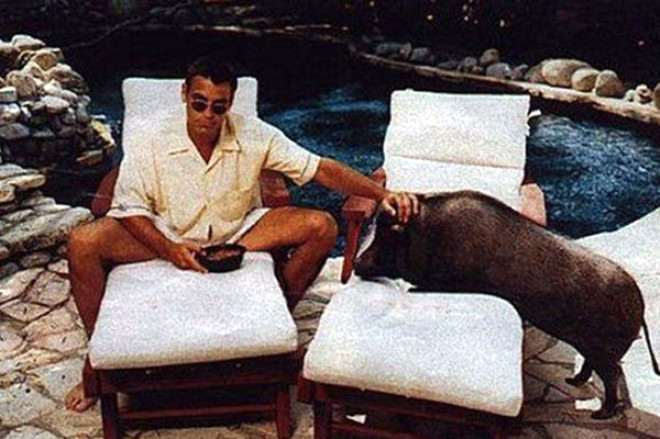 George Clooney ve domuz Max
