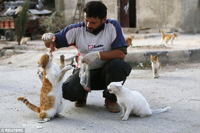 Gnde yaklak 150 kediyi doyuran Alaa, Halep