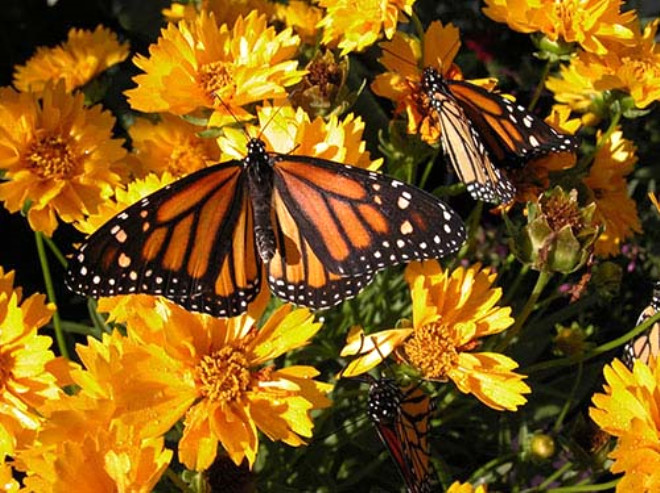 20 ylda yzde 90 orannda azalan Monark Kelebekleri, yakn gelecekte yalnzca hatralarda kalacak trler arasnda.
