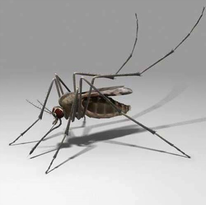 Sivrisinein kulamza ikence gibi gelen vzlt sesi onun saniyede 500 kez kanat rpmas yznden oluur.
