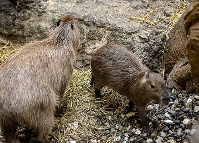 Birbirleri arasndaki iletiimi kpeklere benzer havlama, uluma gibi seslerle ve sla benzer seslerle salayan kapibaralarn ortalama mrleri ise 8-10 yl.
