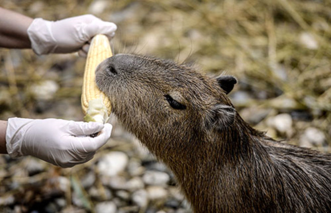 Orijinal ismi ile Capybara, sadece sebze ve meyve yiyen vejetaryen bir tr. ounlukla yeil ve krmz biber, lahana, marul, msr ve msr yapraklar, havu, elma, armut, eftali seviyor. 
