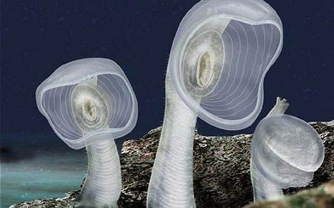 Predatory Tunicate. Sinek kapan ve deniz anasnn birleimi gibi grnen bu ilgin yaratklar okyanus yataklarnda yaarlar.
