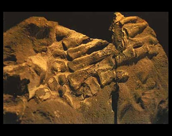 


100-130 milyon yl ncesinde bir insan eli fosili



