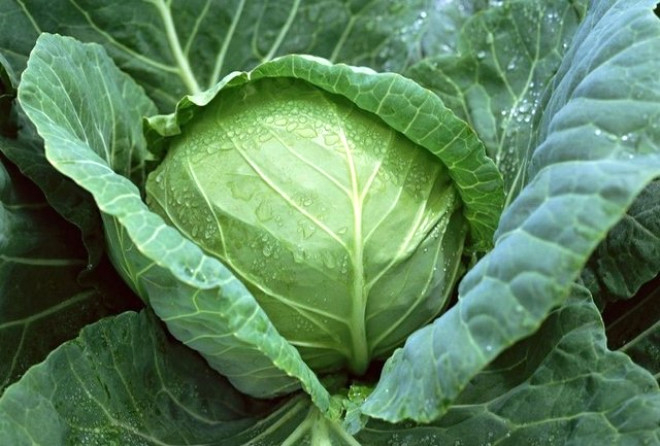 5-Lahana: Bir bardak pimi lahana 89 miligram C vitamini ierir. Gnlk ihtiyacn 1.2 kat.
